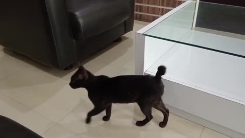 Spending Time with My Lovely Cat