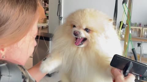 Pomeranian Angry At Groomer's Dryer