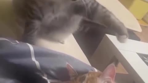 🐾😂 “Weird & Funny Cats That Will Make You Laugh Out Loud!”