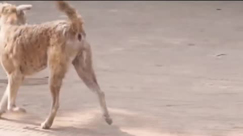 Lion vs Dog's Comedy Videos 🤣 so cute videos 😍