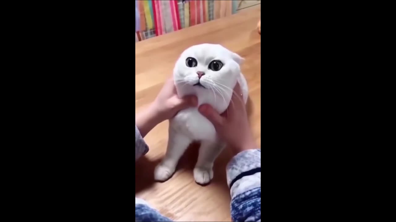 This Cat Getting Stuck is HILARIOUS!