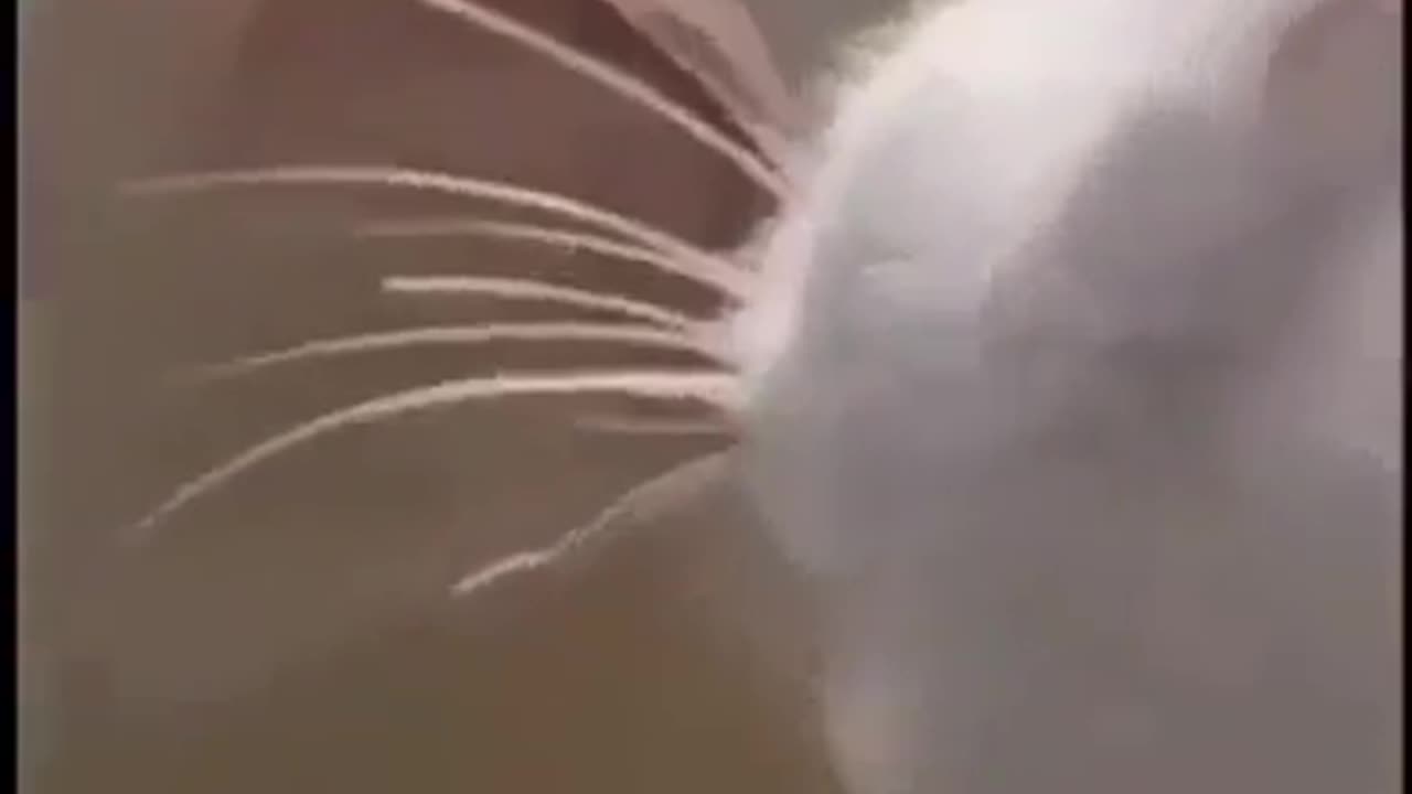 Kat& fish