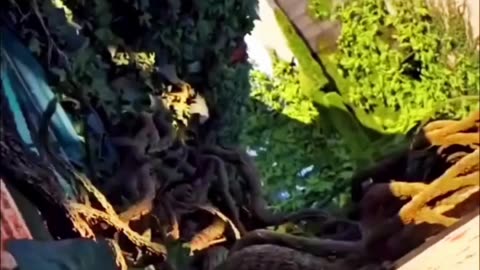 Imagine Earth without human noise, pressure, or chaos only nature healing itself. 🌍💚