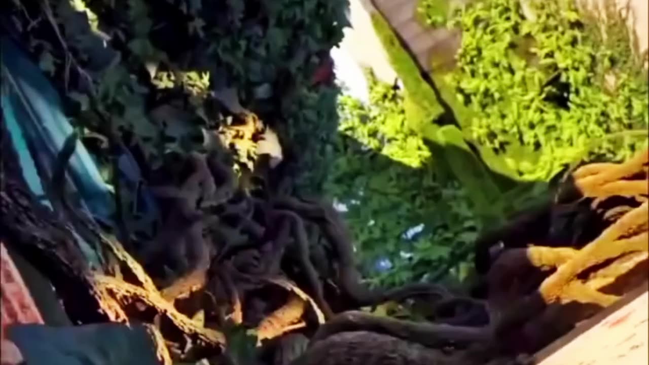 Imagine Earth without human noise, pressure, or chaos only nature healing itself. 🌍💚