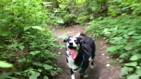 Lhasa leads the way vol 7