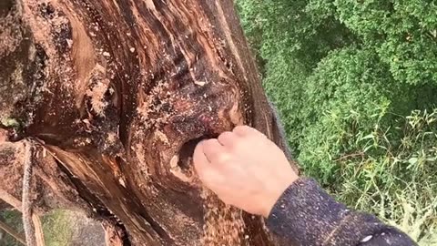 From Dangerous Tree to Wildlife Haven 🌳✨