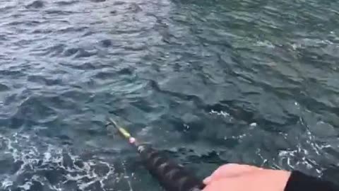 🤯✨ Watch This Brilliantly Colorful Fish Caught in Action! | FeedMyCuriosity