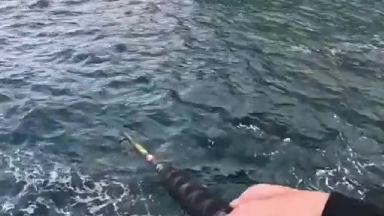 🤯✨ Watch This Brilliantly Colorful Fish Caught in Action! | FeedMyCuriosity