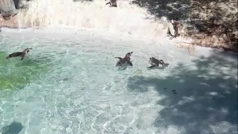 penguin