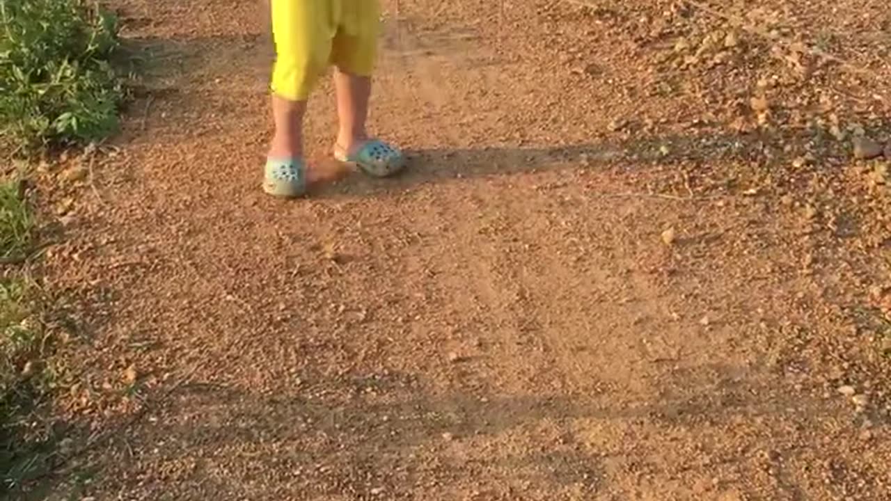 herding cows in vietnam part 2