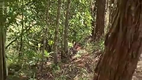 🚶‍♂️💥 Cambodia Thailand Conflict | Cambodian Soldier's Fatal Retreat Crash | RCF