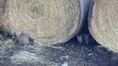 Fox Family Plays In Hay Bales