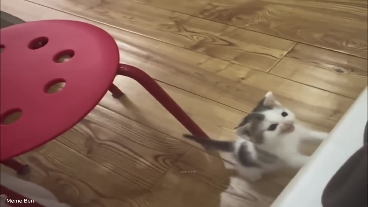 German cat Meme original | Fanny😹🐈