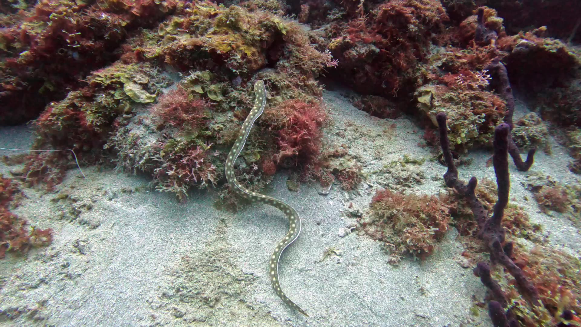 Sharptail snake eel hunting during the day in St. Lucia