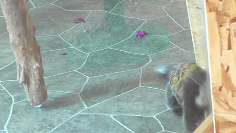 Molly's feet go thump thump thump