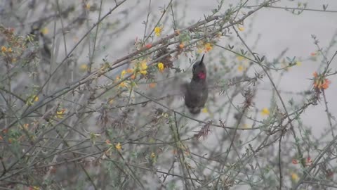 Hummingbird