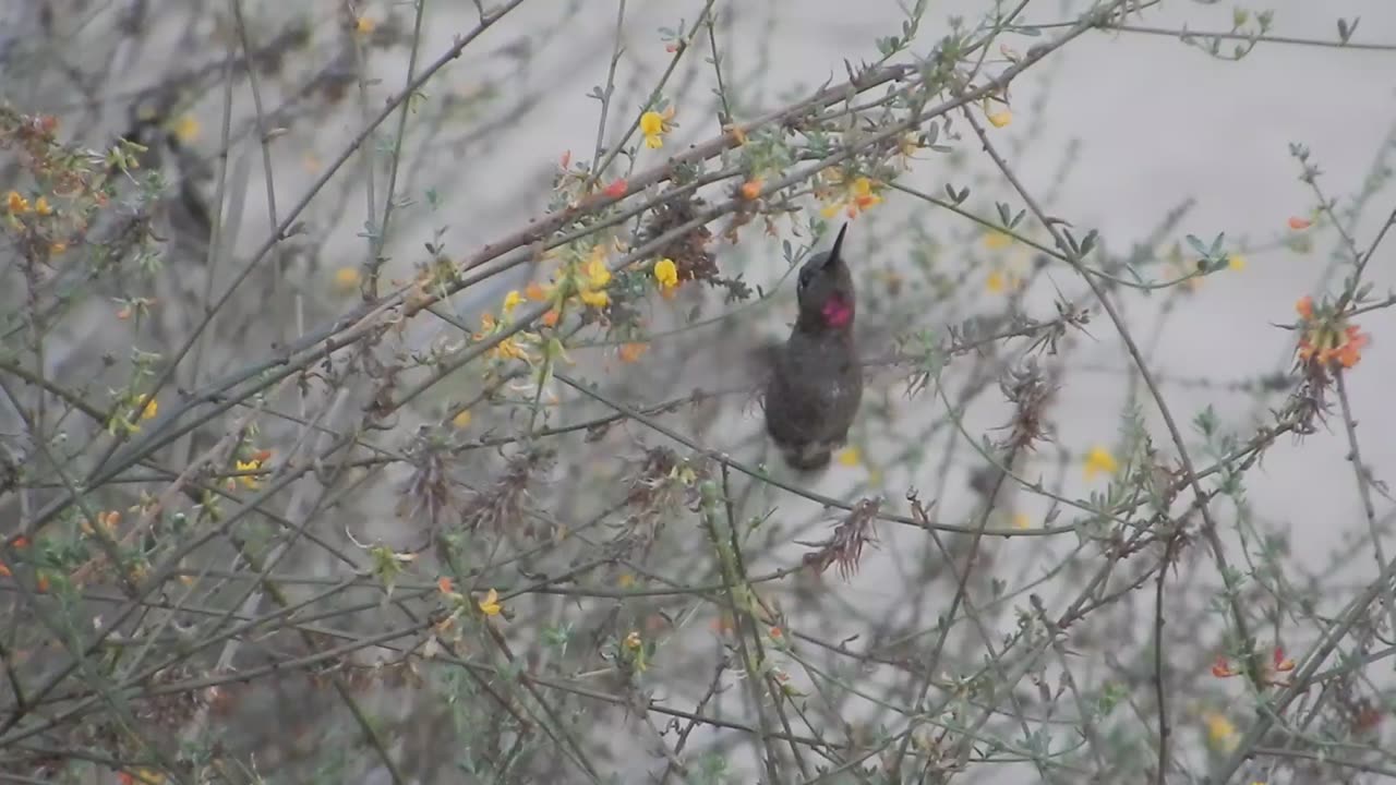 Hummingbird