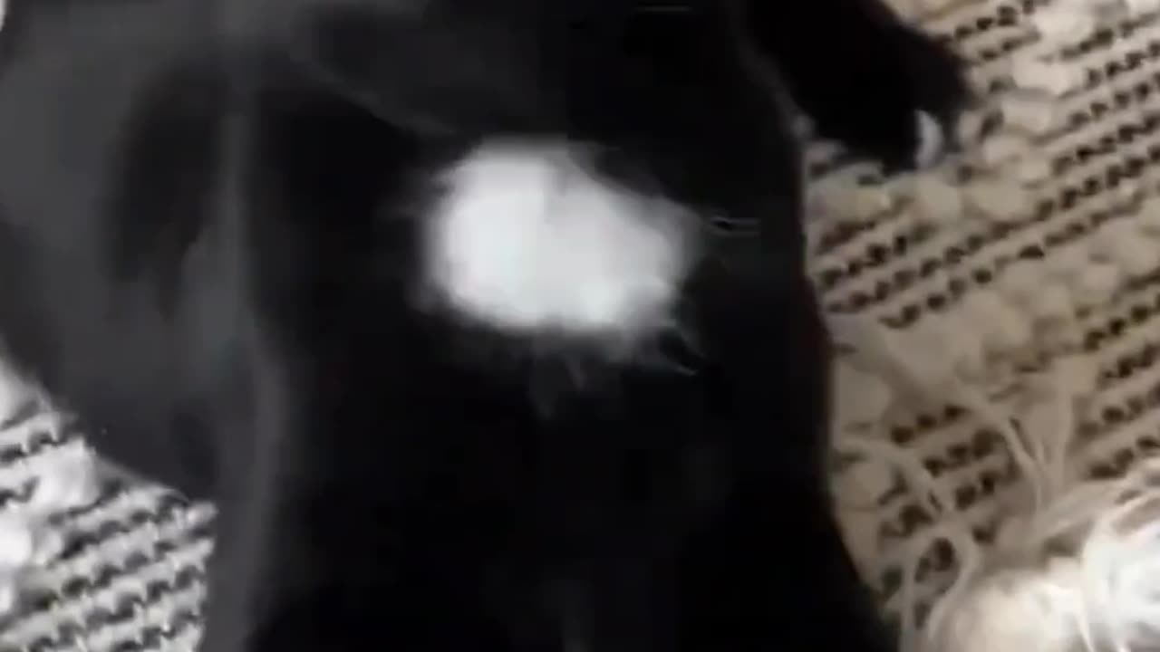 Cute & Funny Cats | Heart-Melting Moments π±π