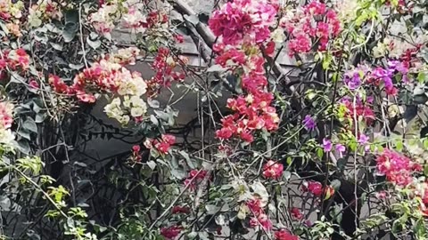 Spring Season