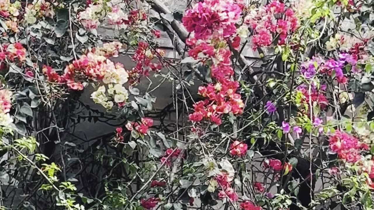 Spring Season