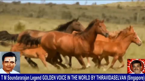 Old Is Gold (evergreen) T M Soundararajan Legend Vol 232 Horse Song 5