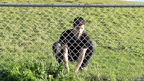 How Animals Get Over a Fence (With Emojis) 😂