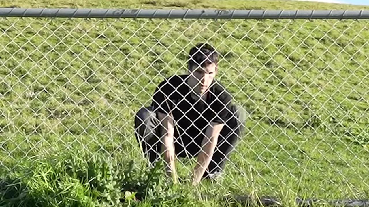 How Animals Get Over a Fence (With Emojis) 😂