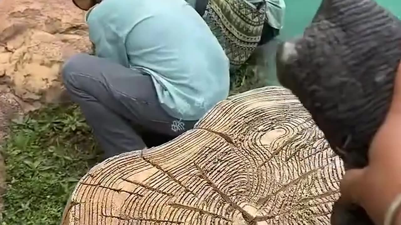 THE NAUGHTY ELEPHANT'S TRUNK