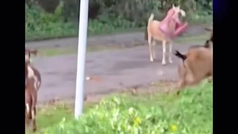 Asi protestan los animales