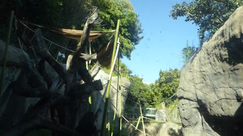 Bonobos looking forward to dindin time!