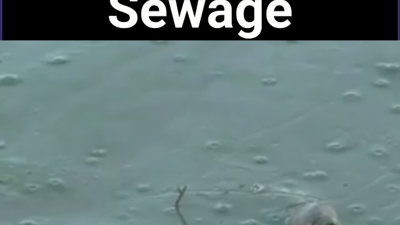 Mexico Dumping Sewage Into Tijuana River