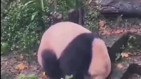Panda in the rain: As long as my head stays dry, I'm good!
