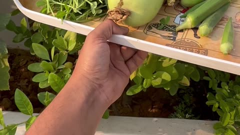 Fresh Organic Vegetables from My Terrace Garden