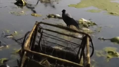 BEFORE and AFTER “Dead River"-“Living Water" #Pollution #Restoration #Nature
