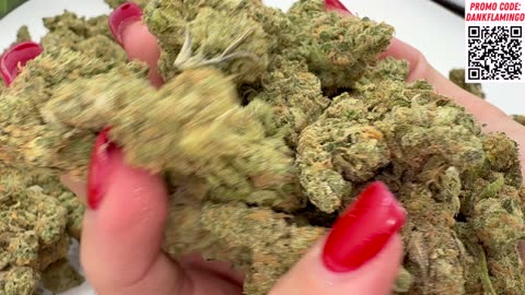Queen of the Month Strain and MORE from THCA Small Buds! A Dankin with the Flamingos!!