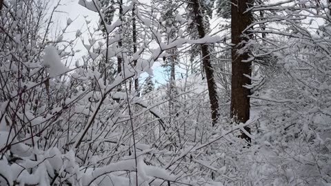 Snowy Forest Whisper ❄️🌲 | Falling Snow Sounds & Winter Nature Ambience