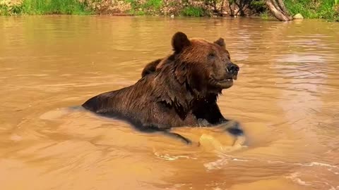Man Plays With His Pet Bear