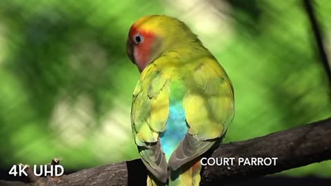 **"Colorful Birds in 4K - Stunning Planet Earth Wildlife in Ultra HD"**