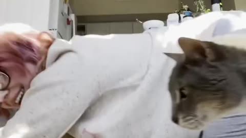 😊 😸#Gatitos 😽#Michis 🫶🏻Que 🫰🏼Se 👀#Asoman en la 📷 #Camara de 📹#Video. - 😻#OnlyCuteCats.👍