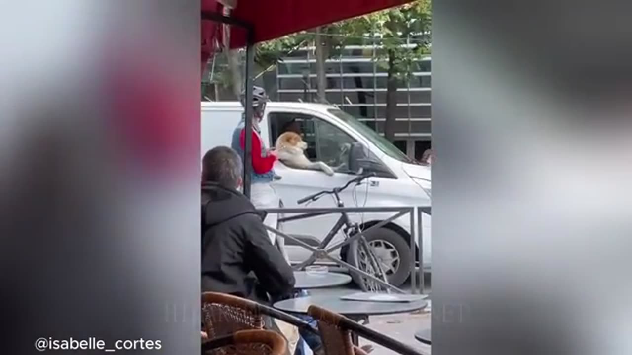 Funny dogs