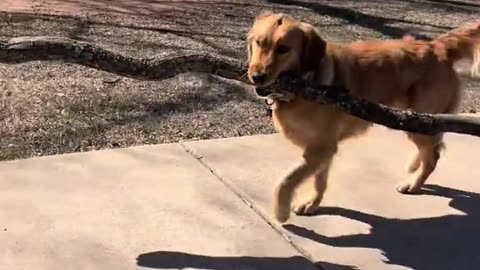 the little legs get me everytime🥲 #goldenretriever #dogmomlife #goldenpuppy #dofsoftiktok #dogmom