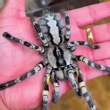 From Day 1 to Day 100: Watch This Animal's Incredible Growth! #animaljourney #beautifulnature