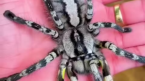 From Day 1 to Day 100: Watch This Animal's Incredible Growth! #animaljourney #beautifulnature