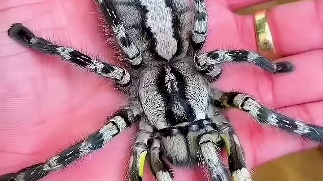 From Day 1 to Day 100: Watch This Animal's Incredible Growth! #animaljourney #beautifulnature
