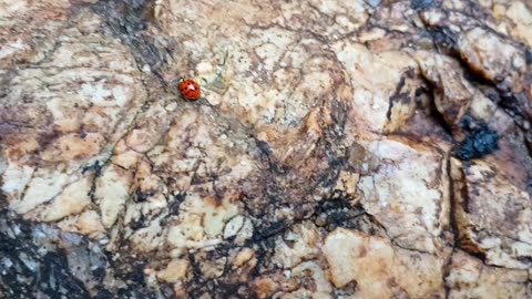 Ladybug