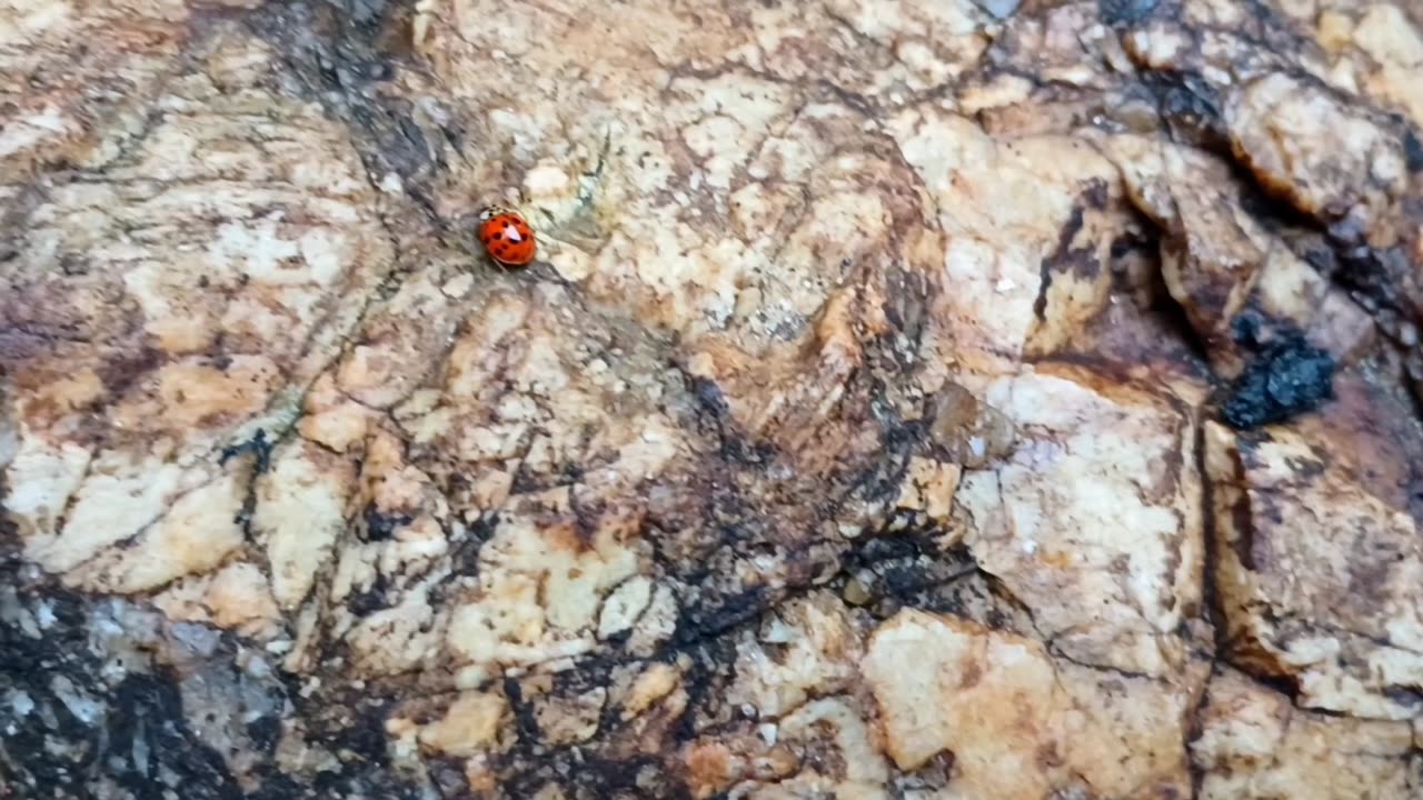 Ladybug
