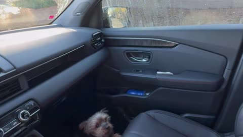 Yorkie Versus Arch Nemeses The Wiper Blade