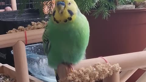 Prothall Likes to Chew