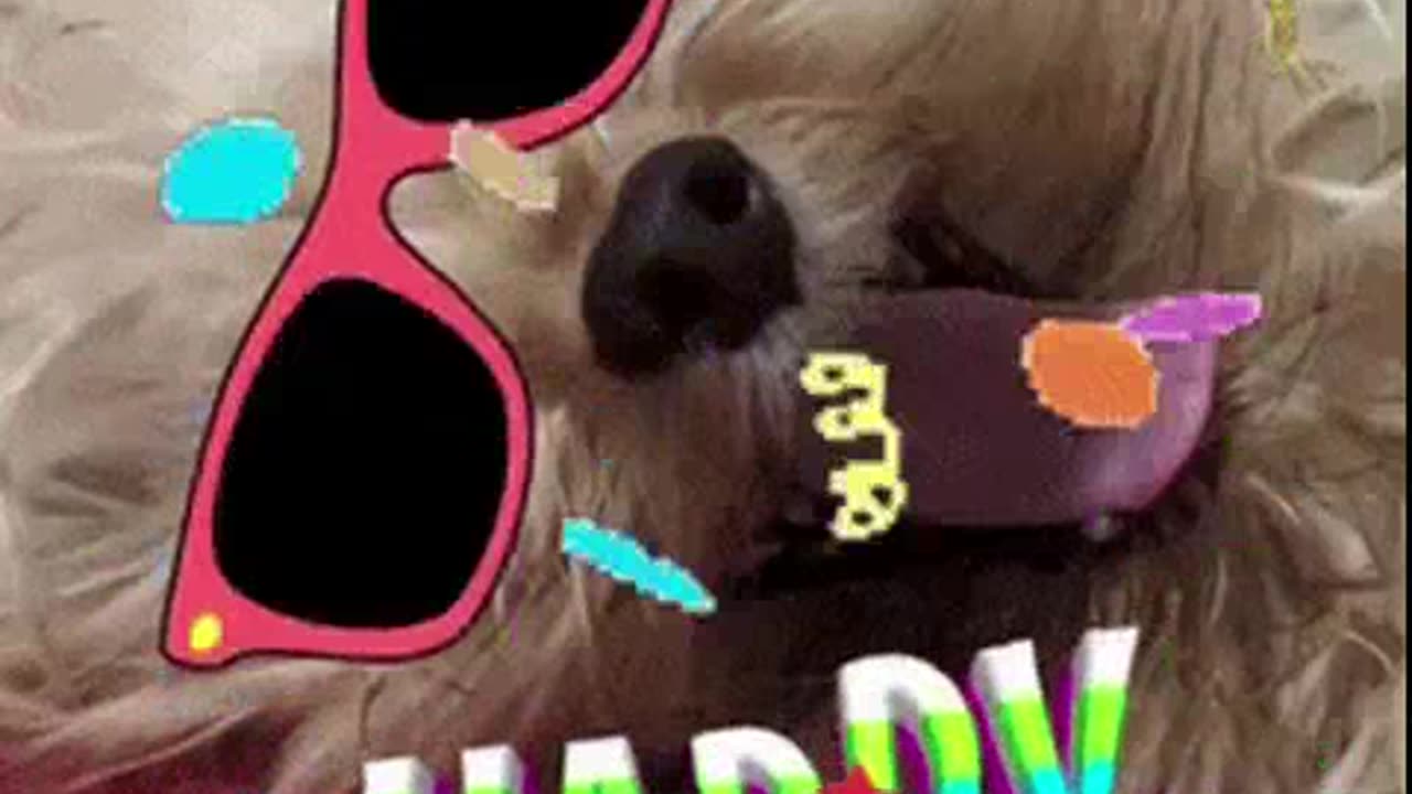 ANIMAIS DANÇARINOS 2 SOM DA FLORESTA.mp4