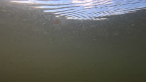 under water video #1